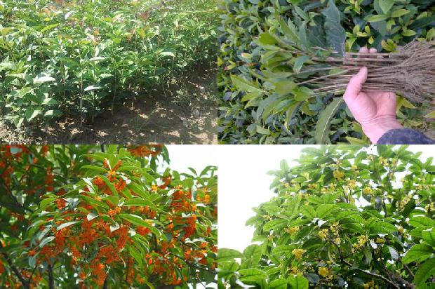 自己采的桂花能泡茶喝吗1680059361946