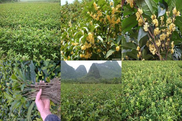 丁香桂花茶加什么1680059623942