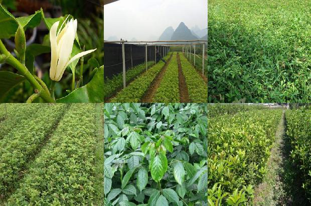 丁香桂花茶加什么1680059624036