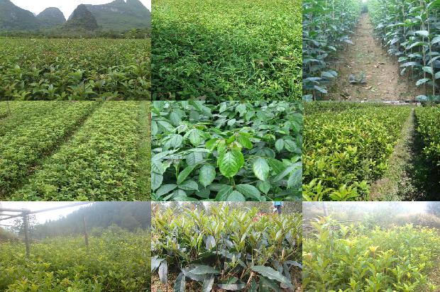 桂花与什么搭配泡茶最好喝1680059661497
