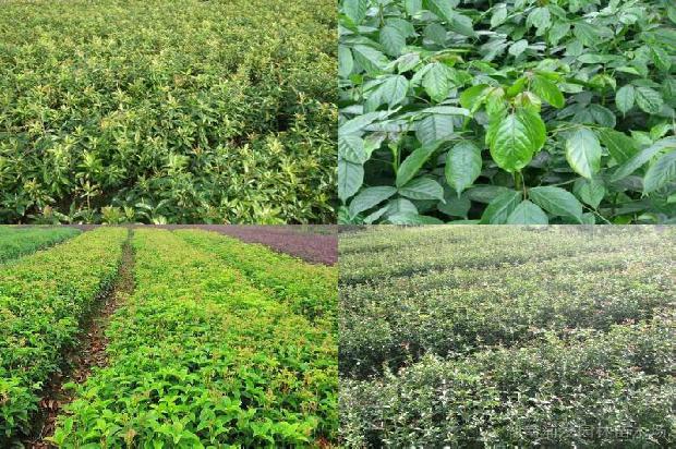 干桂花茶怎么泡才正确1680135510254
