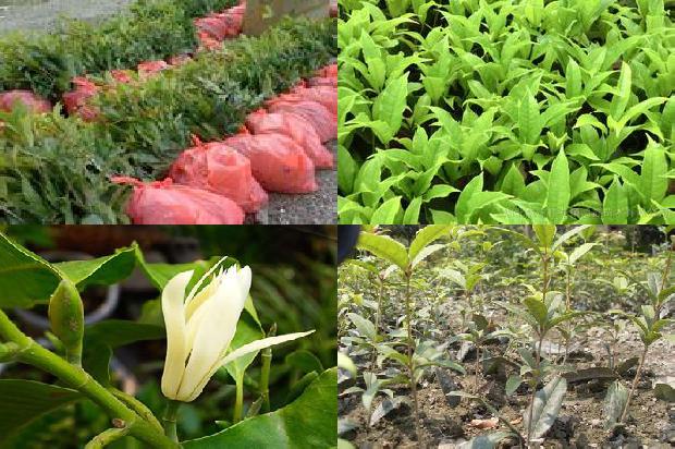 桂花应该用多少度水泡茶1689576763857