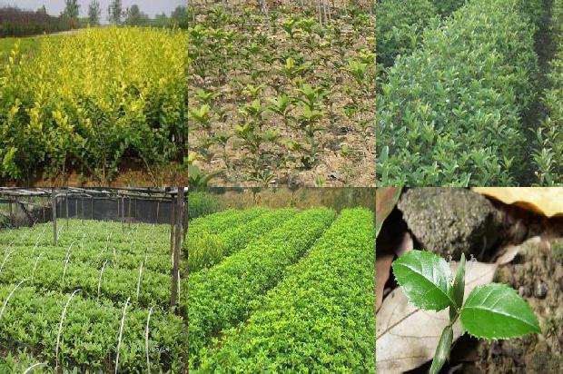 桂花陈皮茶功效与作用及食用方法1680139835456