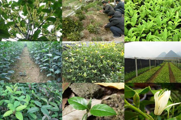 家里种植桂花树的说法1689985946401