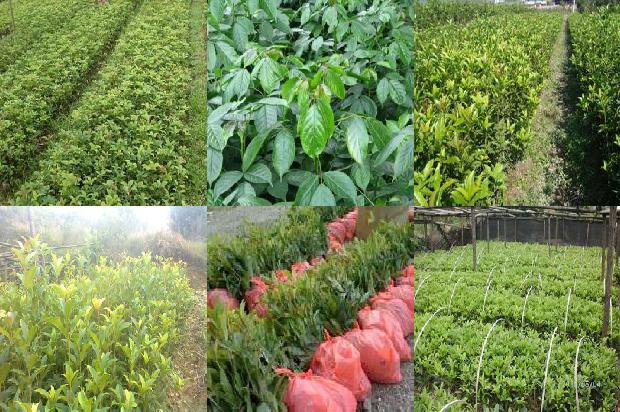 怎样泡桂花茶好喝1689576538380