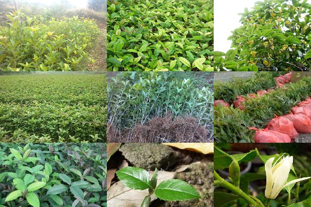 桂花乌龙茶上火吗还是降火1689467825658