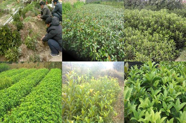 桂花泡水喝有什么功效和副作用呢1680143256567