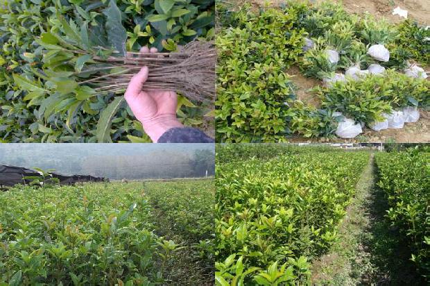 黄酒能不能泡桂花茶喝1680144000849