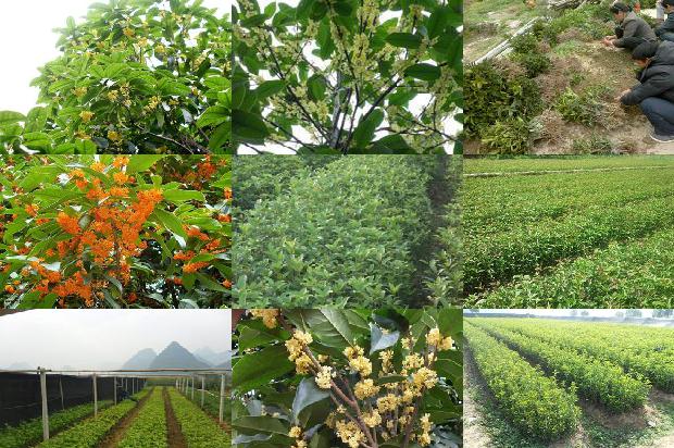黄酒能不能泡桂花茶喝1680144000896