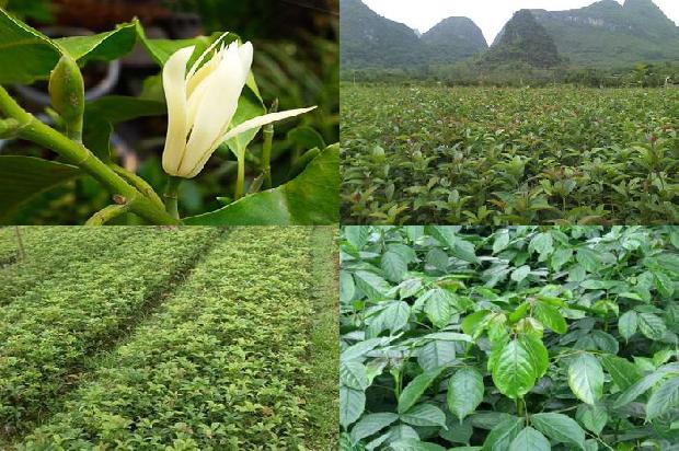 桂花茶有什么功效作用1680144127905