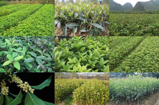 桂花茶有何功效1680144167891