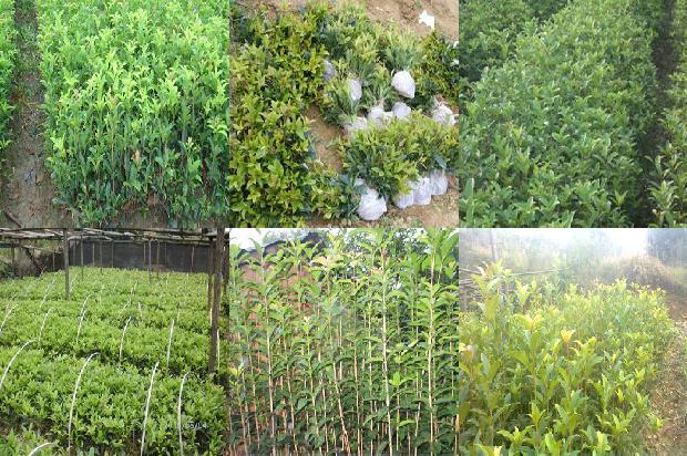 桂花茶的功效与作用及饮用方法大全1680144450866