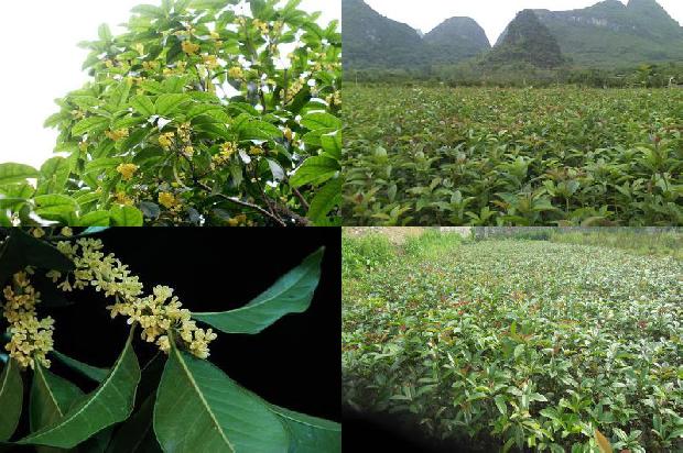 4公分桂花树几年才能开花呢1690849762223