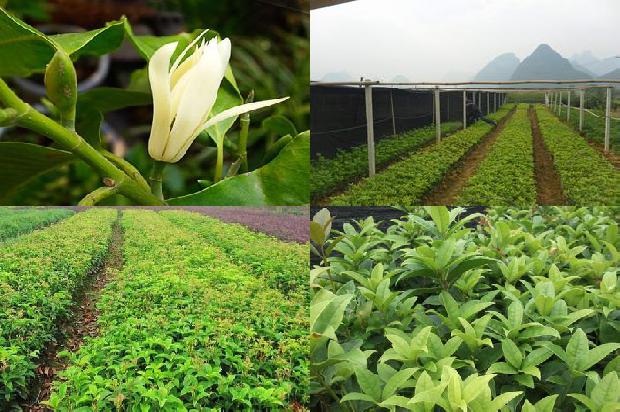 蒲公英桂花茶的功效与作用及禁忌1680144918406