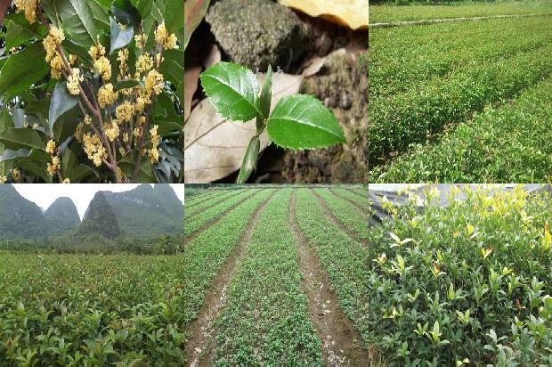 桂花与甘草能一起泡茶吗1680145021035