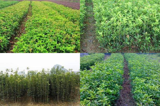 舌苔厚白桂花茶可以喝吗1680145054557