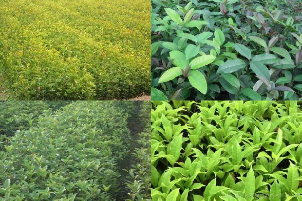 舌苔厚白桂花茶可以喝吗1680145054603