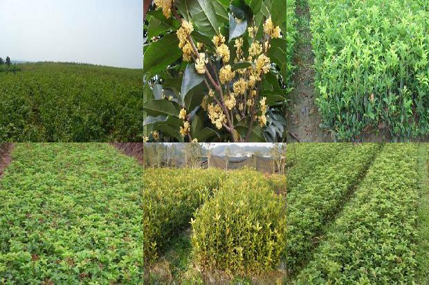 桂花茶有什么作用和功效稍微血糨高桂花茶可以喝吗糖1680145347920
