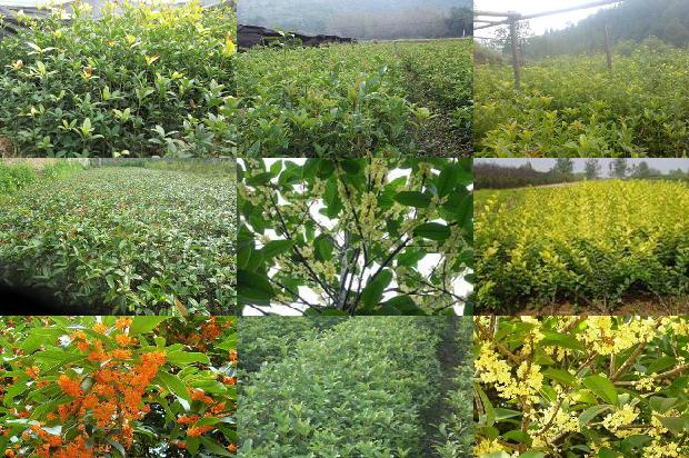 桂花茶养胃还是伤胃1680145372656