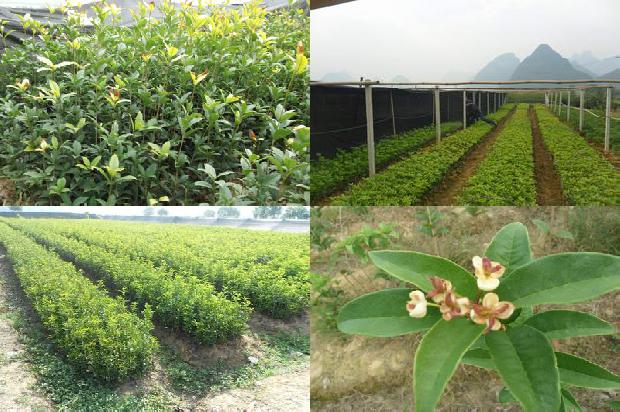桂花乌龙茶有什么作用1680145711084
