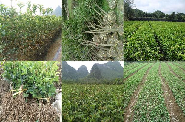 葡萄桂花乌龙茶的功效与作用及禁忌1680145836551