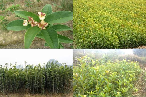 桂花乌龙茶可以放陈皮吗1680145956005