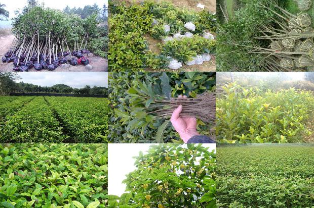 桂花乌龙茶属于什么茶系1680145994693