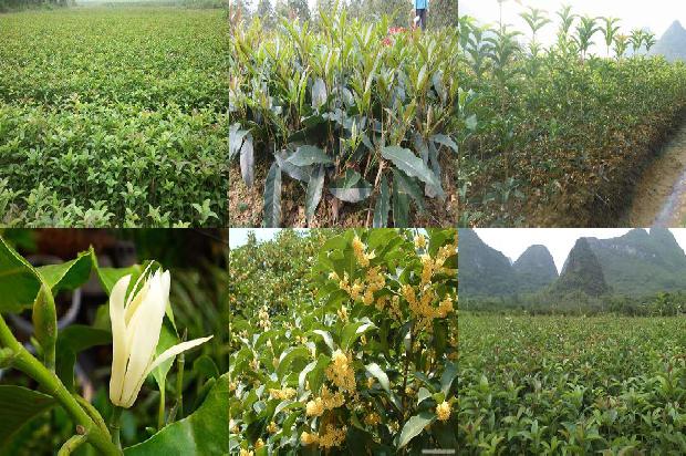 桂花乌龙冷泡茶做法1680146120269