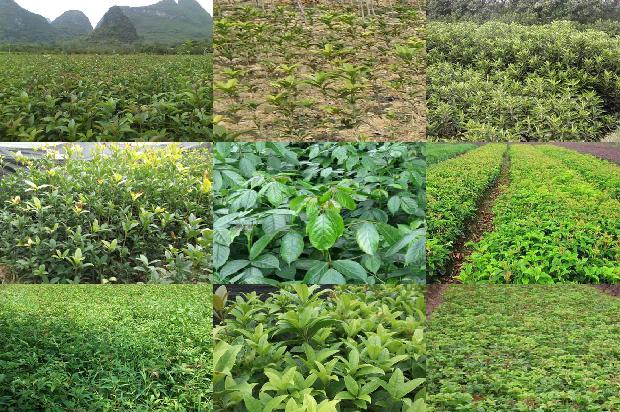 桂花茶可以冷水泡吗1680146153716