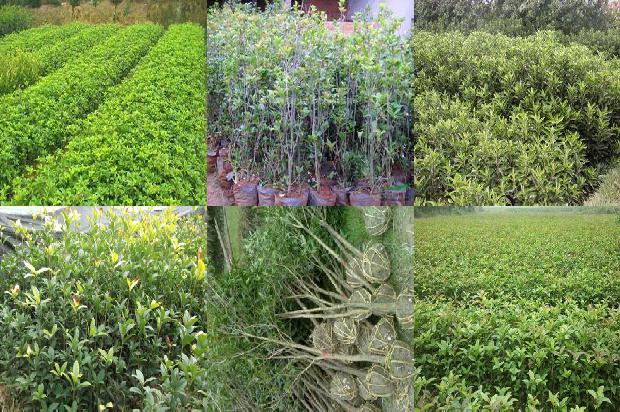 桂花乌龙茶上火还是降火效果好1680146192607