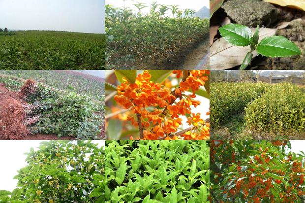 桂花乌龙茶上火还是降火效果好1680146192748