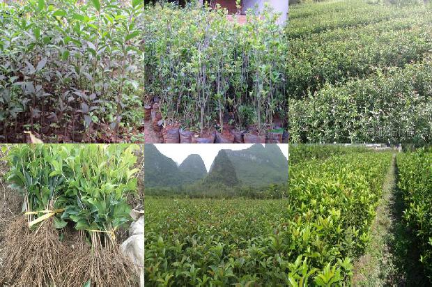 桂花乌龙茶的功效与作用上火吗1680146228471