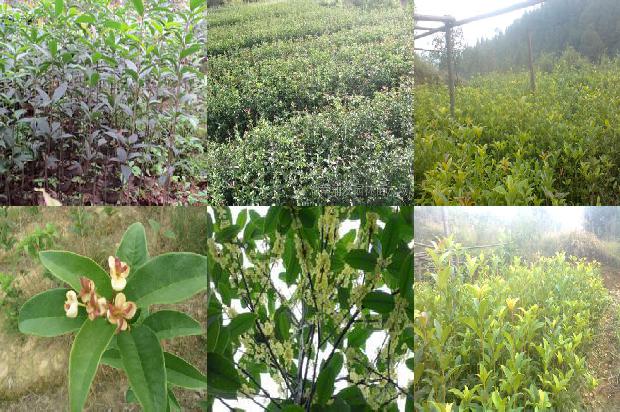 喝桂花茶降火吗1680146257907