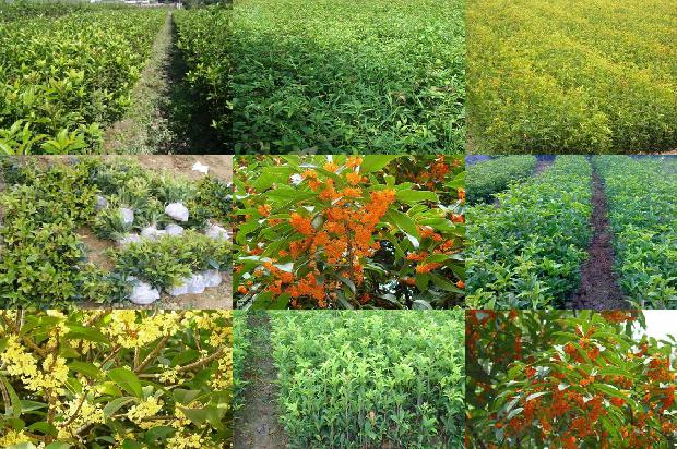 桂花乌龙茶来月经能喝吗1680146347282