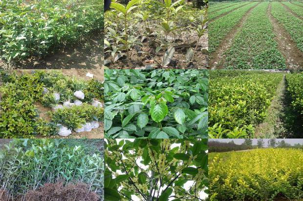 古茗桂花乌龙茶可以过夜吗1680146416762