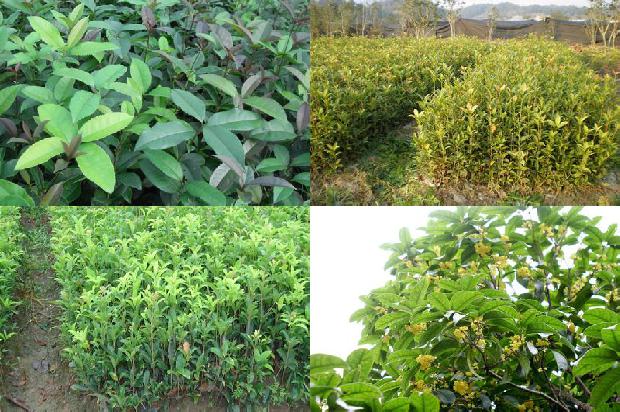 古茗桂花乌龙茶可以过夜吗1680146416808