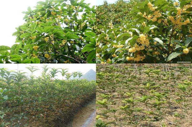 桂花乌龙茶冬天可以喝吗1680146542362