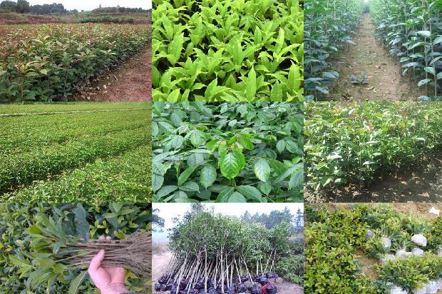 桂花乌龙茶冬天可以喝吗1680146542408