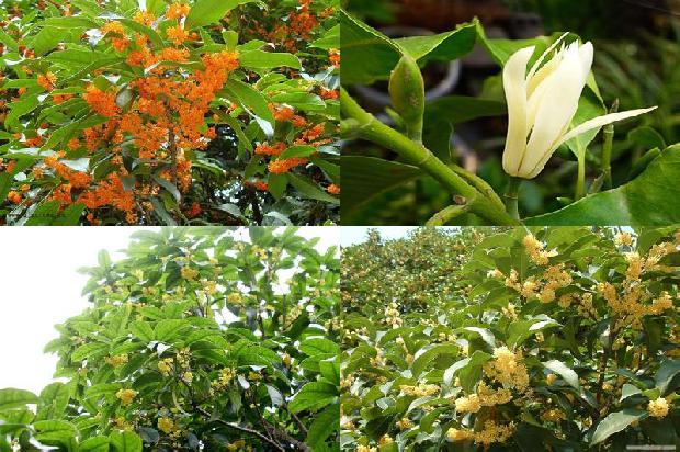 桂花乌龙茶冬天可以喝吗1680146542455