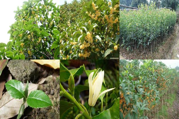 桂花乌龙茶冬天可以喝吗1680146542501