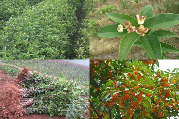 桂花泡茶喝有毒吗1680146729324
