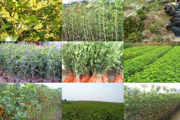 干桂花怎么泡酒才能泡出香味1680146943088