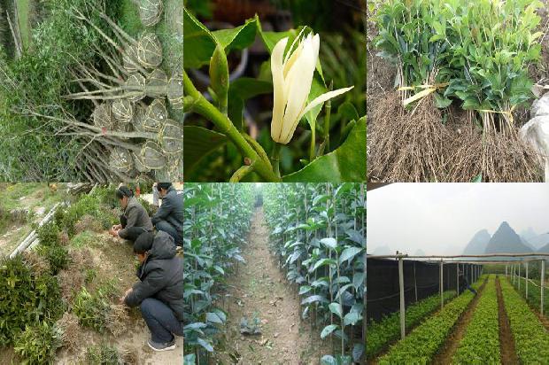 干桂花怎么泡酒才能泡出香味1680146943136
