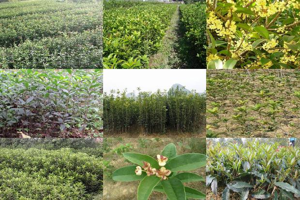 桂花茶可以搭配什么茶1680147140234