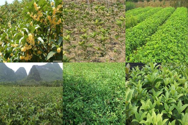 桂花茶可以搭配什么茶1680147140281