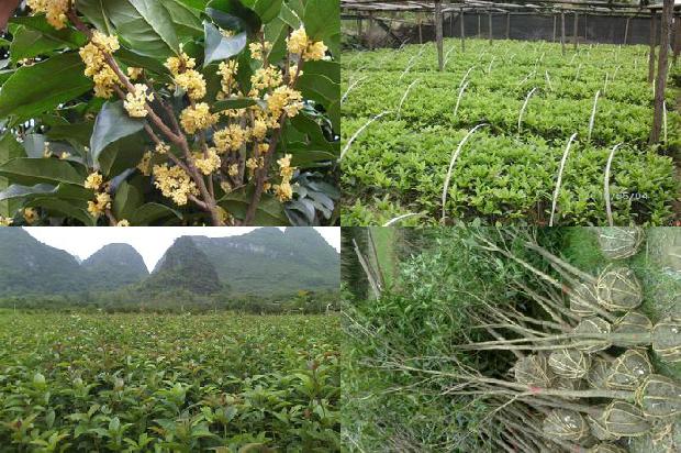 桂花茶可以搭配什么茶1680147140328