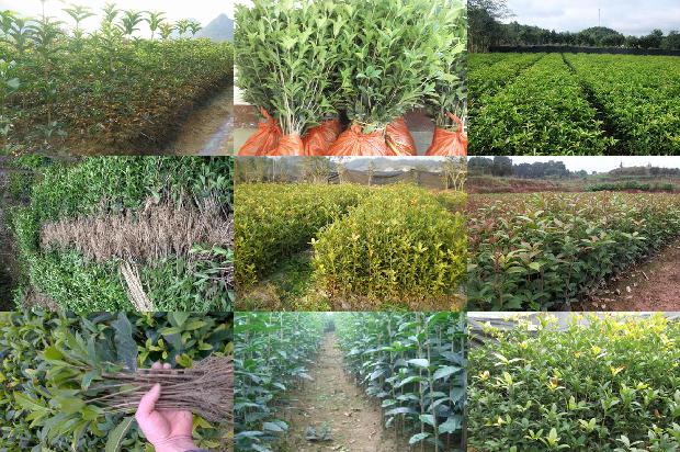 桂花可以和茶叶一起泡水喝吗1680147177488