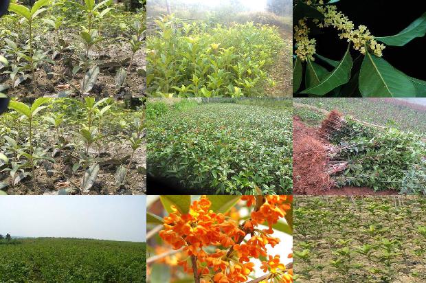 金桂花眼膜贴功效与作用及禁忌1689207822958