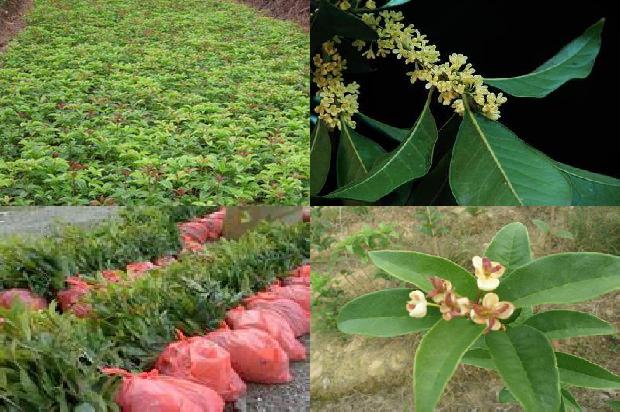 桂花能和茉莉花茶一起喝吗1680222658132