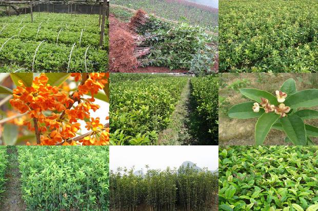 15公分的桂花树价格多少钱1689837911105